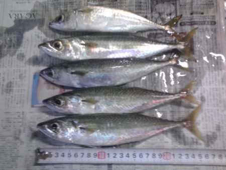 ヘダイ、サバ、アジ